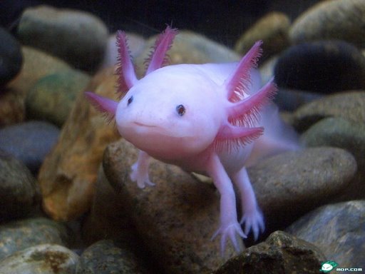 Misteri Axolotl, Ikan Unik Berkaki dari Mexico!