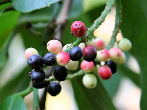 tujuh-buah-langka-yang-enak-di-indonesia