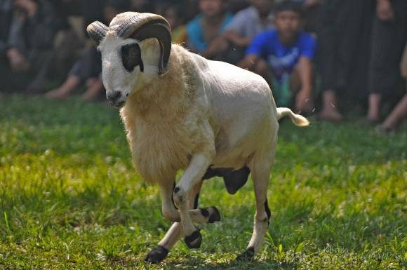 Inilah Perbedaan Kambing dan Domba (Bonus Gambar Lucu)