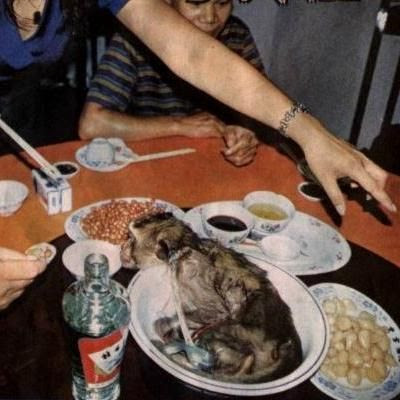 10 Hewan yang dimakan hidup-hidup oleh manusia