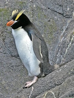 Penguin dan Jenis Jenisnya yang ada di Dunia