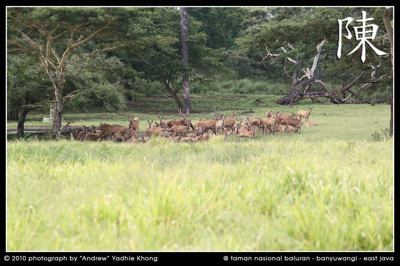Nuansa Afrika di Ujung Timur Pulau Jawa