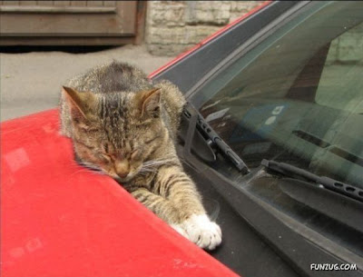 gini nih gan kalau kucing dah tidur, gak peduli dimana gan