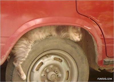gini nih gan kalau kucing dah tidur, gak peduli dimana gan