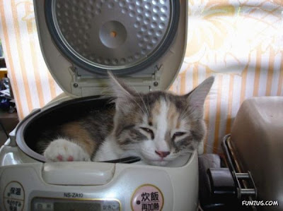 gini nih gan kalau kucing dah tidur, gak peduli dimana gan