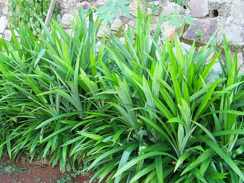 {serba 13} ====13 kegunaan daun di INDONESIA====
