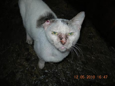 Fakta Tentang Kucing Menurut Beberapa Sumber