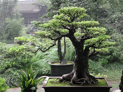 &#91;Saung Tanaman&#93; Melihat Sisi Lain Keindahan Bonsai