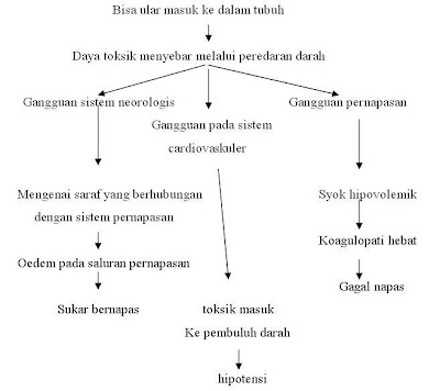 Penatalaksanaan Keracunan akibat Gigitan Ular Berbisa