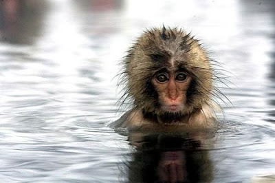 Manusia lagi Spa Itu Udah Biasa Gan, Gimana Kalo Monyet?