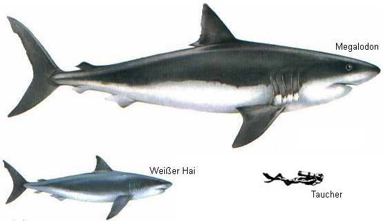 10-jenis-hiu-terbesar-di-dunia-full-pict