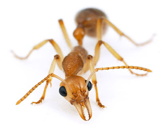 5 Spesies Semut Berbahaya Dan Mematikan Di Dunia