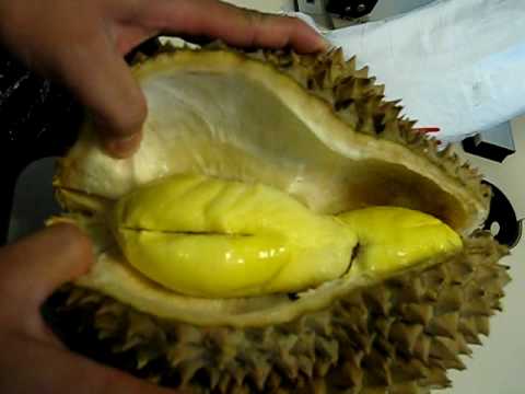 HOT - DURIAN TAK BERDURI GAN !!! &#91; Durian Gundulan &#93;