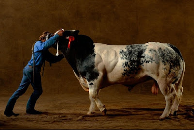 Sapi Terbesar Dari Belgia Hasil Kawin Silang