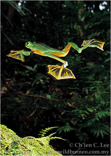 &#91;Amazing&#93; Katak yang bisa Terbang !