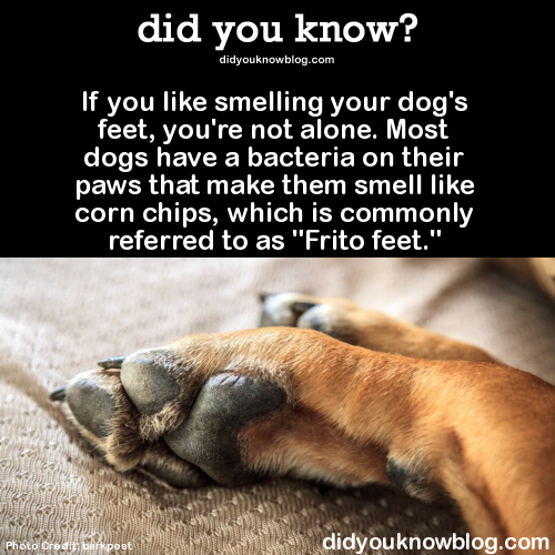 Fakta imut tentang anjing