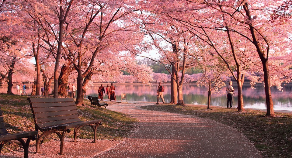 Tempat Terbaik Melihat Bunga Sakura Mekar Selain Jepang