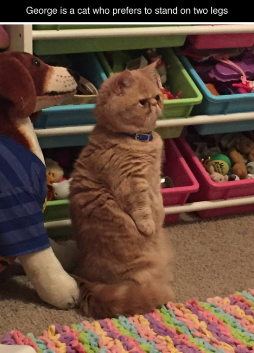 George Kucing yang demen berdiri