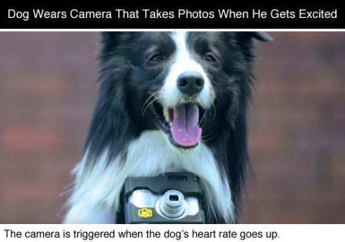 fotografer-anjing-pertama-di-dunia