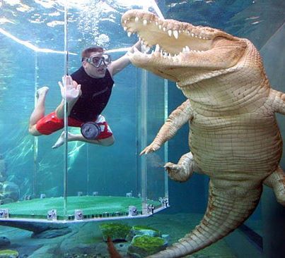 Tempat Menyelam bersama buaya ni Gan !!