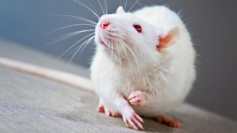 Fakta Unik Mengenai Tikus Putih