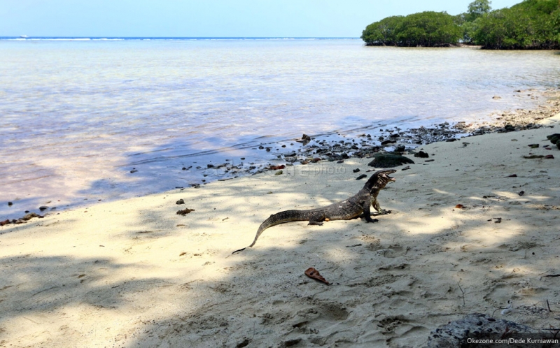 Ada Pulau biawak, Jurassic world ke 2 di indonesia