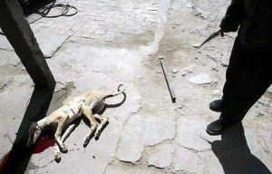 Penyembelihan Dan Perdagangan Daging Anjing Di China