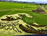 Nih Gan Seni Sawah Jepang Yang Menakjubkan (Keren Gan)