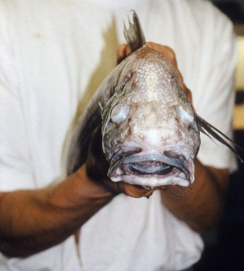 ikan - ikan aneh ditemukan di greenland