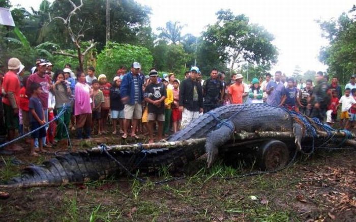 Buaya raksasa tertangkap di Philipina &#91;hots&#93;