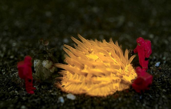 Kumpulan Foto Unik Dari Kehidupan Di Aquarium