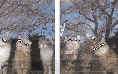 &#91;GIF&#93; ekspresi lucu 