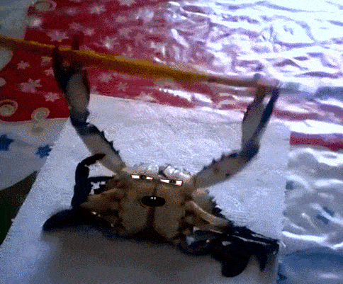 &#91;GIF&#93; ekspresi lucu 