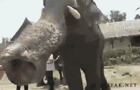 &#91;GIF&#93; ekspresi lucu 