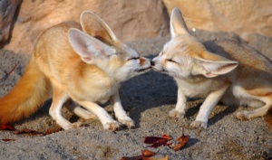 ....:::::Siklus Hidup Rubah Fennec/Fennec Fox:::::.....