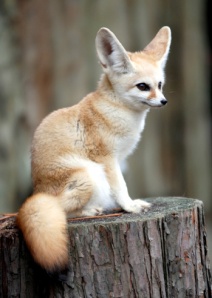 ....:::::Siklus Hidup Rubah Fennec/Fennec Fox:::::.....