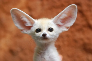 ....:::::Siklus Hidup Rubah Fennec/Fennec Fox:::::.....