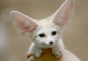 ....:::::Siklus Hidup Rubah Fennec/Fennec Fox:::::.....