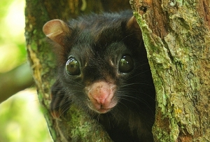 pecinta tupai terbang atau flying squirrel (Hylopetes winstoni)