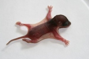 pecinta tupai terbang atau flying squirrel (Hylopetes winstoni)