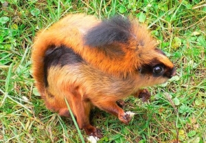 pecinta tupai terbang atau flying squirrel (Hylopetes winstoni)