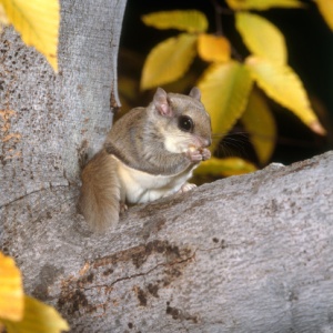 pecinta tupai terbang atau flying squirrel (Hylopetes winstoni)