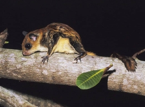 pecinta tupai terbang atau flying squirrel (Hylopetes winstoni)