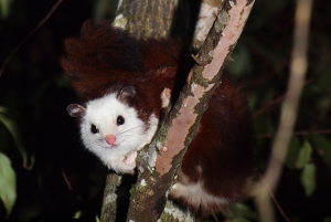 pecinta tupai terbang atau flying squirrel (Hylopetes winstoni)