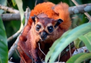 pecinta tupai terbang atau flying squirrel (Hylopetes winstoni)