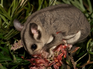 pecinta tupai terbang atau flying squirrel (Hylopetes winstoni)