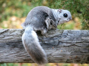 pecinta tupai terbang atau flying squirrel (Hylopetes winstoni)