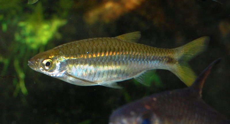 Ikan Kaya Kalsium gan, penasaran?? Masuk sini 