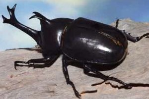 ~~Jenis-jenis dan spesies Kumbang Tanduk di dunia...~~