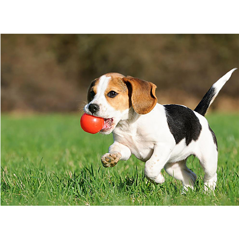 Apa yang Harus Dilakukan Bila Anda Digigit Anjing?